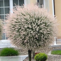 Ива цельнолистная Хакуро-нишики (Pa 130/140, с5/10) (pl/s.)