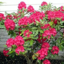 Рододендрон Нова Зембла (очень зимост.) (30/40, с5) (pl/s.)