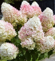 Гортензия метельчатая Литтл Блоссом (60/80, WRB/с65) ЦС