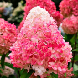 Гортензия метельчатая Пинк энд Роуз (60/80, WRB/с65) ЦС