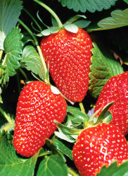 Земляника садовая Мурано (Р9) П.