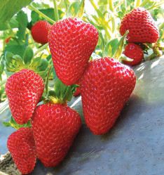 Земляника садовая Сан Андреас (Р9) П.