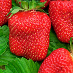 Земляника садовая Зенга Гигана (Р9) П.