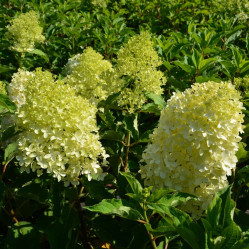 Гортензия метельчатая Маджикал Лайм Спаркл (50/70, с35) кфх