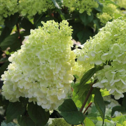 Гортензия метельчатая Маджикал Мунлайт (50/70, с55) (кфх)