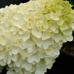 Гортензия метельчатая Скайфолл (60/80, с55) кфх