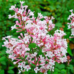 Сирень мелколистная Суперба (с10, 40/60) кфх