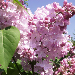 Сирень обыкновенная Аделина (c10, 50/70) кфх