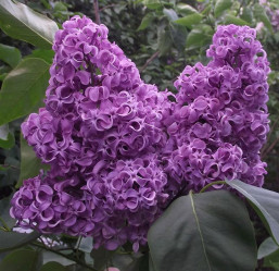 Сирень обыкновенная Академик Курчатов (c20, 80/100) кфх