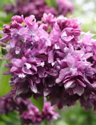 Сирень обыкновенная Василий Тёркин (c10, 50/70) кфх