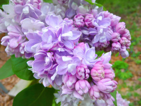 Сирень обыкновенная Катерина Хавемейер (с25, 100/125) кфх