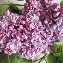 Сирень обыкновенная Катюша (с20, 80/100) кфх