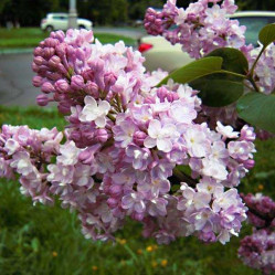 Сирень обыкновенная Память о Вавилове (c10, 60/80) кфх