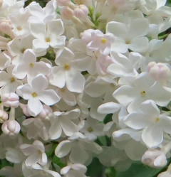 Сирень обыкновенная Петербурженка (c10, 70/90) кфх