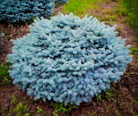 Ель колючая Глаука Глобоза (30/40, c7,5) к.тр.