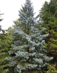 Ель энгельмана Глаука (40/60, c7,5) к.тр.