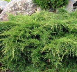 Можжевельник пфитзериана Вильгельм Пфитцер (20/40, с3) к.тр.