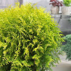 Туя западная Глобоза Ауреа (50/60, c7,5) к.тр.