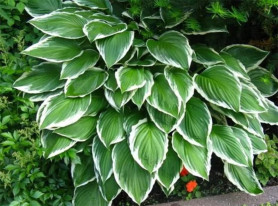 Хоста волнистая Альбомаргината (с7,5) п.лес.