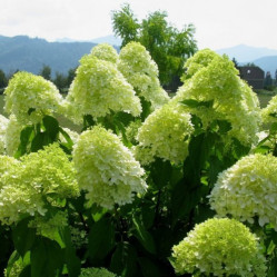 Гортензия метельчатая Лаймлайт (80/100, с55) (кфх)