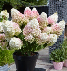 Гортензия метельчатая Литтл Блоссом (40/60, с15) (кфх)