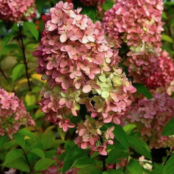 Гортензия метельчатая Маджикал Кендл (40/60, с7,5) (кфх)