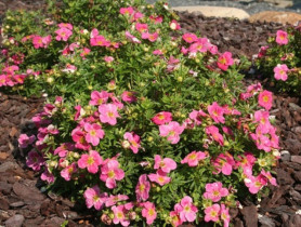 Лапчатка кустарниковая Белиссима (20/40, с7,5) кфх