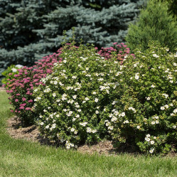 Лапчатка кустарниковая Крем Брюле (20/40, с7,5) кфх