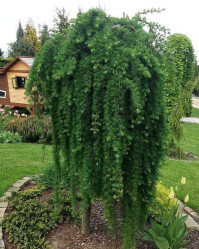 Лиственница японская Стифф Випер (Ра 120, c10) кфх