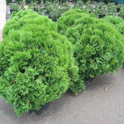 Туя западная Литтл Гиант (30/50, c10) кфх