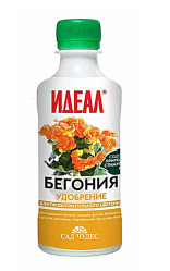 Сад Чудес Бегония фл.0,25л.