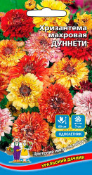 Хризантема Хризантема махровая Дуннети (Урал. Дачник)