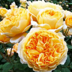 Роза англ. Беатрис (персик) Сиберика