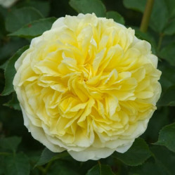 Роза англ. шраб Пилигрим (кремов) Сиберика