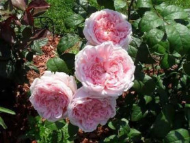 Роза англ. шраб Эглантин (розов) Сиберика