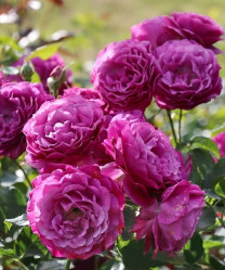 Роза грандифлора Блю Эден (сирен-розов) Сиберика