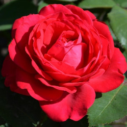 Роза спрей Доминика (алый) Сиберика