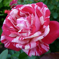 Роза флорибунда Папагено (бело-розов) Сиберика