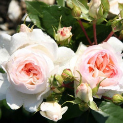 Роза флорибунда Стефани Баронин цу Гуттенберг (бело-розов) Сиберика