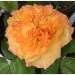 Роза ч/г Анри Дельбар (оранж) Сиберика