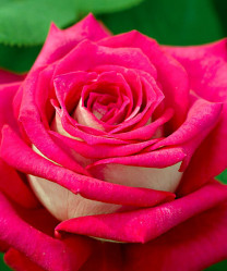 Роза ч/г Моника Беллуччи (розово-малинов) Сиберика