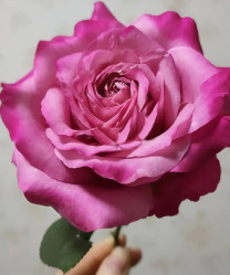 Роза ч/г Олл фо Лав (нежно-розов) Сиберика