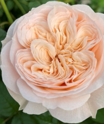 Роза ч/г Парадиз Бич (бело-розов) Сиберика