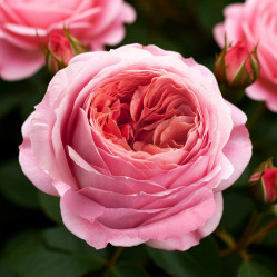 Роза ч/г Пинк Экспрешн (розов) Сиберика