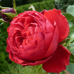 Роза ч/г Травиата (красный) Сиберика