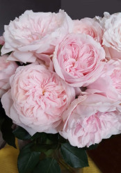 Роза ч/г японская Тсумуги (нежно-розов) Сиберика