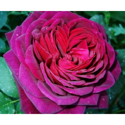 Роза шраб Астрид фон Харденберг (бордо) Сиберика