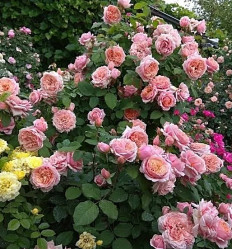 Роза шраб Поль Бокюз (розов) Сиберика