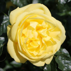 Роза шраб Эмиль Нольде (желтый) Сиберика