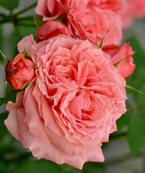 Роза шраб японская Корал Желе (кораллово- розов) Сиберика